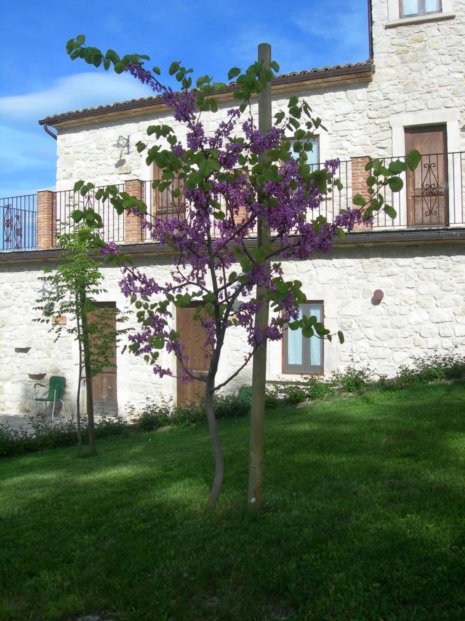 Agriturismo Borgo San Martino Abbateggio Εξωτερικό φωτογραφία